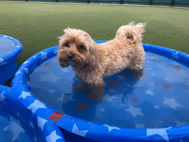 istock Fluffy dog in patriotic kiddie pool 1405143624