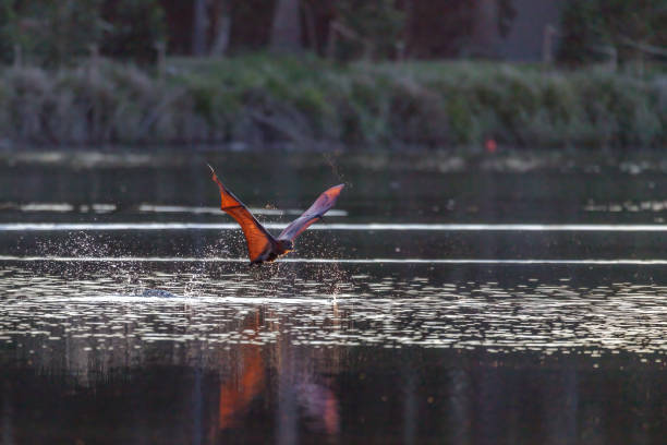 istock Skimming flying-fox flies to right 1405144464