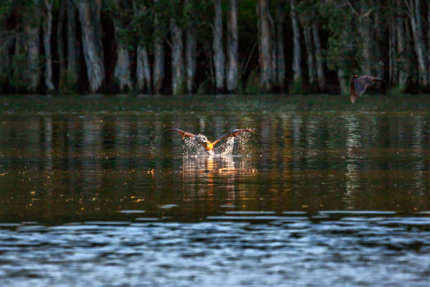 istock Flying-bat hits the water 1405144624