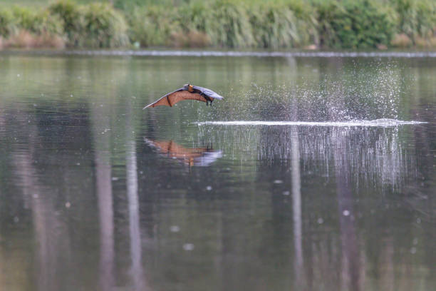 istock Flying-fox rising from the water 1405145220