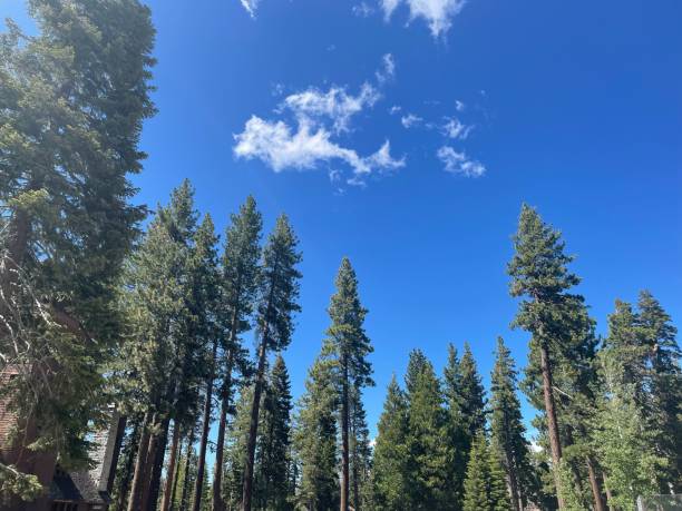 istock Lake Tahoe trees 1405145291