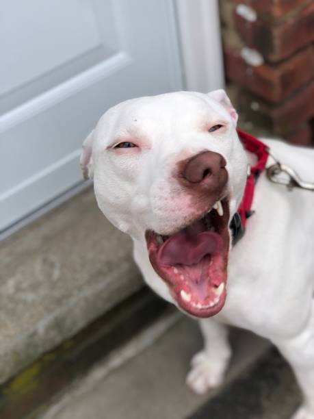 istock White Pit bull dog with mouth open 1405146167