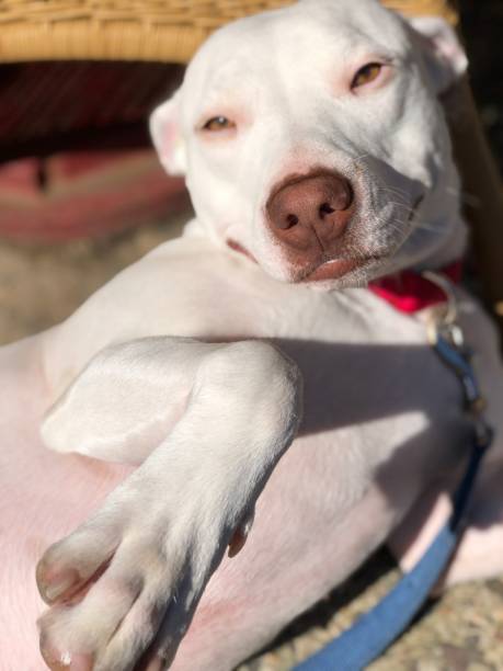 istock White pit bull dog lounging 1405146168