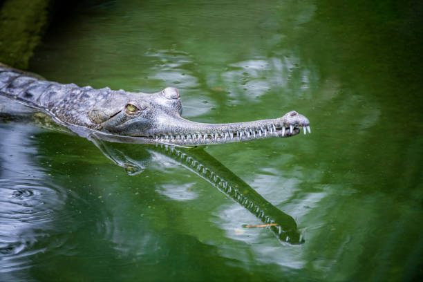 Indian Gharial basking Indian Gharials are cold blooded and bask when needed to control their body temperature. gavial stock pictures, royalty-free photos & images