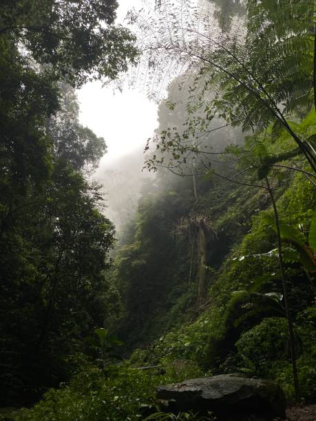 istock Breath of the Jungle’s Depth 1405150103