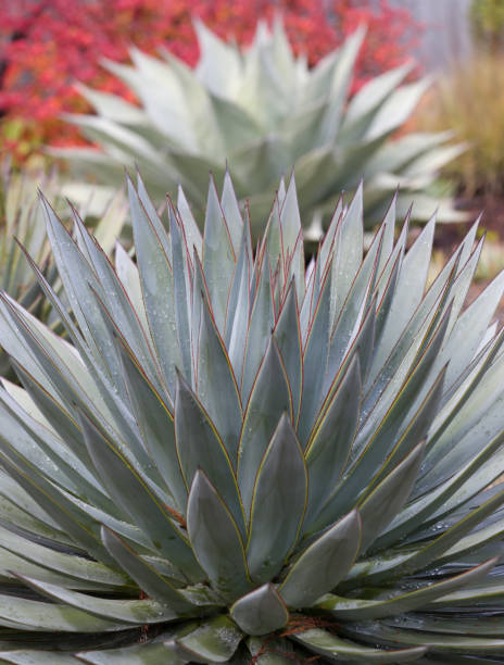 istock Agave Blue Glow with Agave ovatifolia in background 1405150177