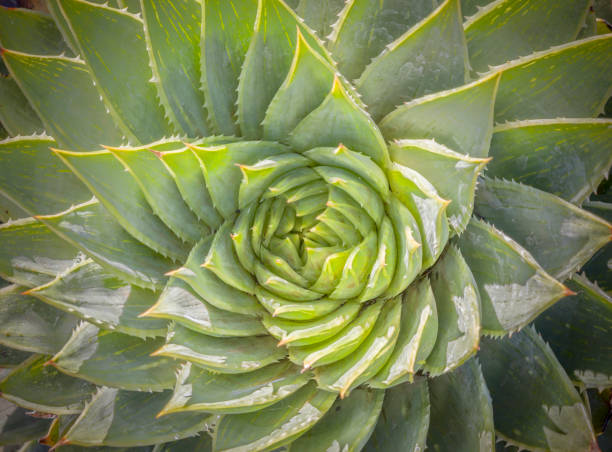istock Closeup view of Spiral Aloe 1405150180