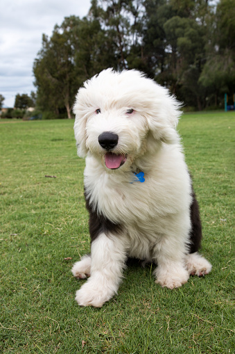 An Old English Sheep Dog puppy sitting in a park