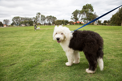 An Old English Sheep Dog puppy walking on a lead in a park