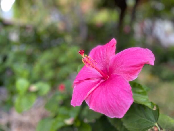 istock A pink tropical plant flower 1405152560