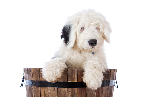 An Old English Sheep Dog puppy in a wooden barrel isolated on white