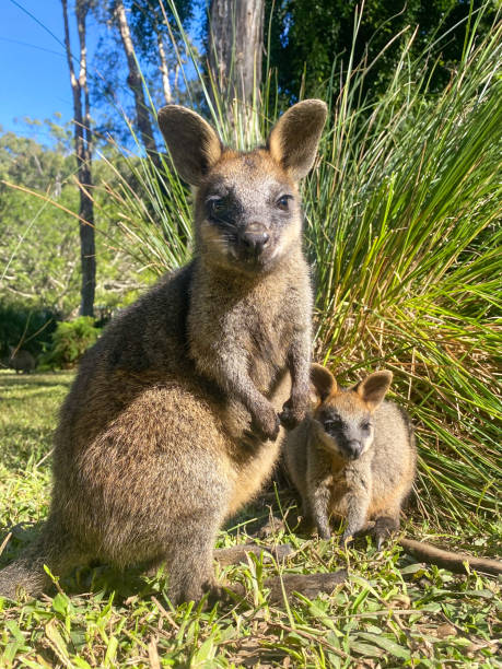 Close up photo of two swamp wallabies.  Looking at the camera. One mother, one joey. Standing in the grass.  Green plants behind them.  One standing up, the joey bending down, both looking at camera. Gold Coast Queensland Australia Two Swamp wallabies looking into the camera. wallaby stock pictures, royalty-free photos & images
