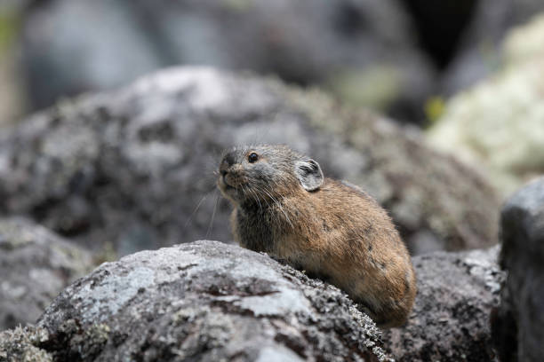 istock Pika on a scree slope by Lake Komadome 1405153789