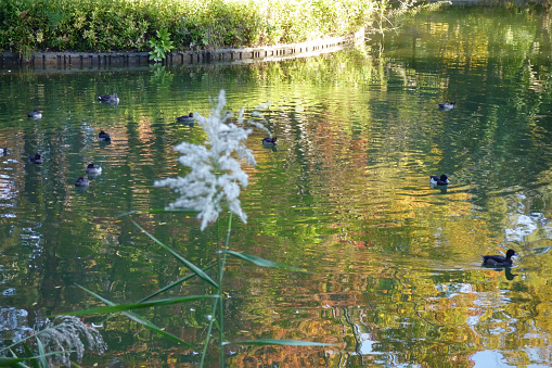 Waterside Forest Park, beautiful autumn landscape with trees and leaves with waterfowl and ponds