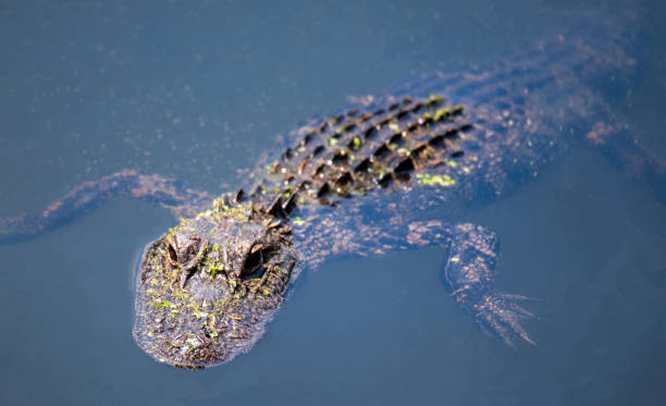 istock Alligator in a lake 1405154939
