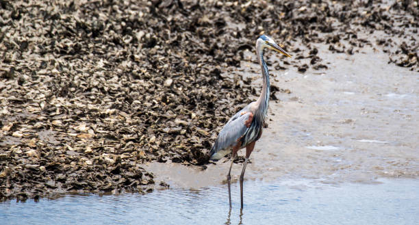 istock Great Blue Heron fishing 1405155557