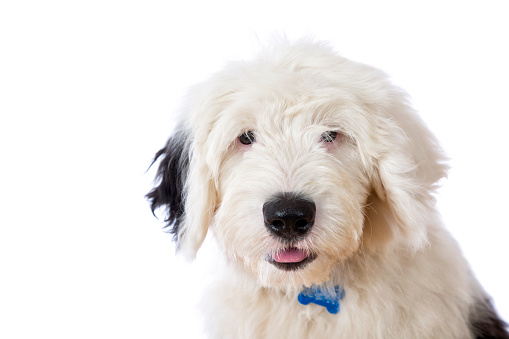 An Old English Sheep Dog puppy isolated on white