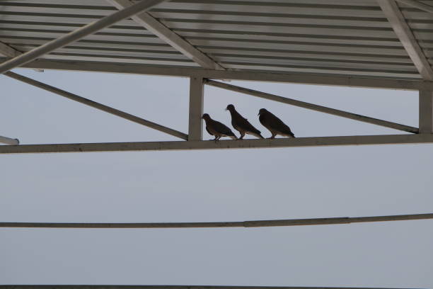 Homing pigeons sitting and flying in a dovecote