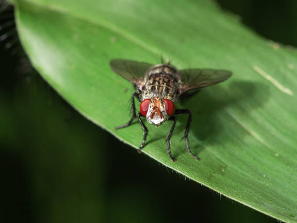 istock Common housefly close-up macro  portrait 1405157985