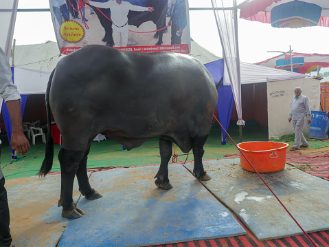 Pushkar, Rajasthan / India - November 5, 2019 : Murrah buffalo is a breed of water buffalo (Bubalus bubalis) mainly kept for milk production. “Murrah” breed is also known as “Delhi”, “Kundi” and “Kali”. The Buffalo put in tent for trade in India's biggest cattle trade fair \