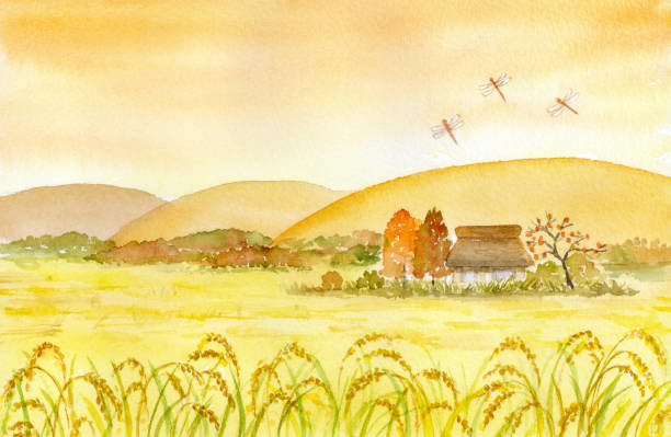 Watercolor illustration of autumn rice field