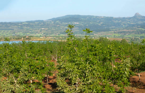 Walnut fields Walnut fields walnut grove stock pictures, royalty-free photos & images