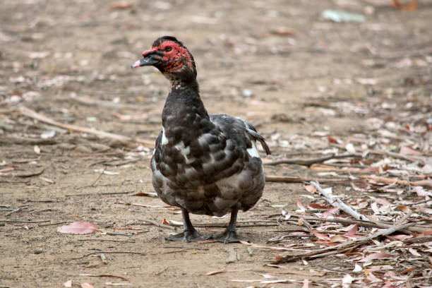 istock this is a black and white muscovy duck 1405164875