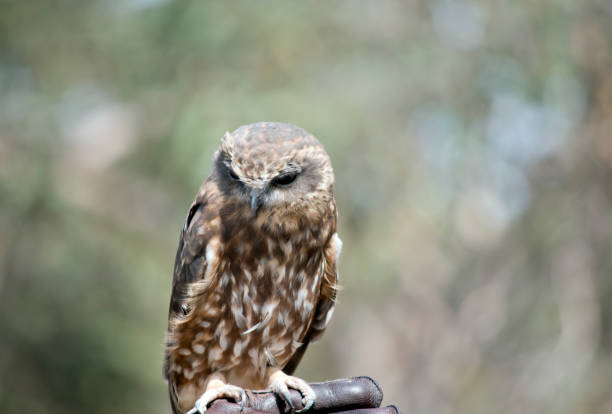 istock the wouthern bobook owl has a black beak, its feathers are brown with white feathers inter spersed 1405164879