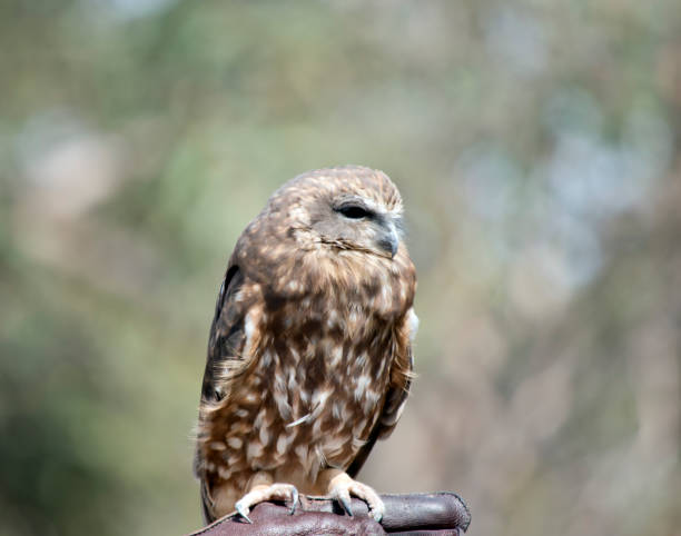 istock this is a boobook owl 1405164934