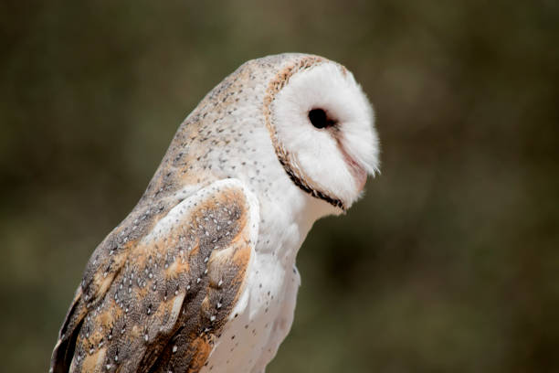 istock the barn owl has a heart shaped white face and chest 1405164955