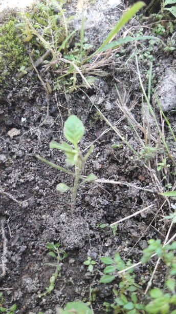 istock weed growing on rocky ground close up 1405165016