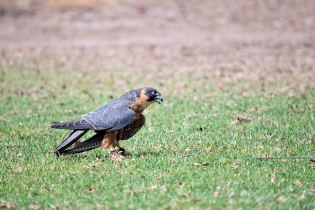 istock the Australian hobby falcon has caught a lore with food on it 1405165180