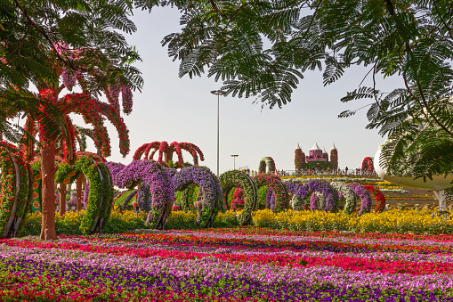 Dubai, UAE - June 26, 2022: Floral hearts in Miracle garden, landscape view.