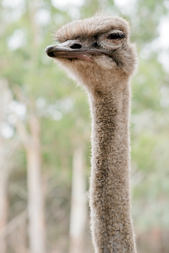 the ostrich is a large bird that does not fly it has a long grey neck and pink beak its body feathers are black