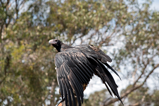 the wedge tail eagle has brown to black feathers, the darker the feathers the older the bird