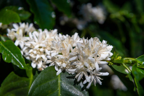 istock Coffee tree branch with white flowers - stock photo 1405166493