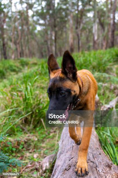 Young Belgian Malinois Stock Photo - Download Image Now - Belgian Malinois, Australia, Belgian Culture