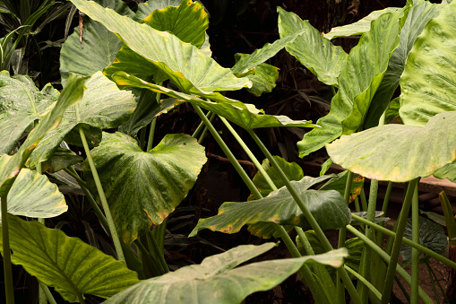 Colocasia Esculenta Plant, Background, Botany