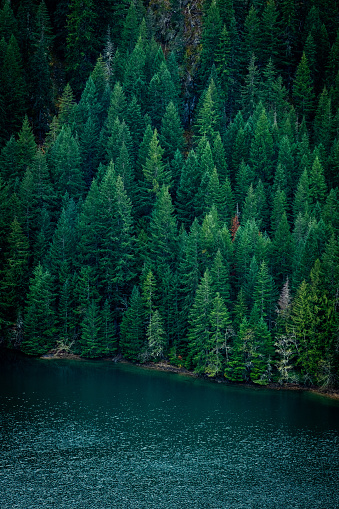 Forrest of green pine trees on mountainside with rain, Cascade national park,WA, USA