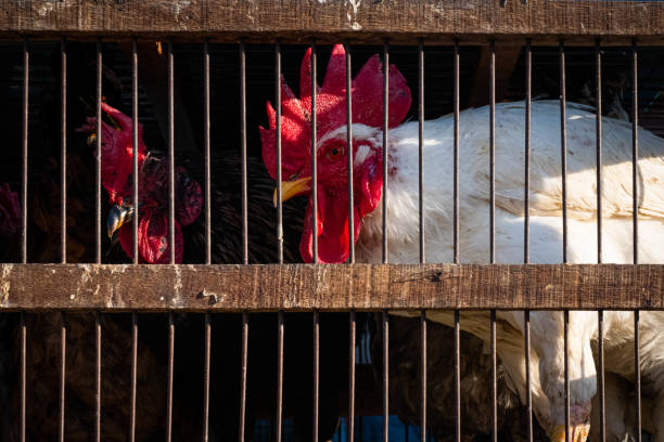 새장에있는 가금��류, 닭고기 및 수탉 - avian flu virus 뉴스 사진 이미지