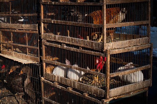Animals in cages on street market