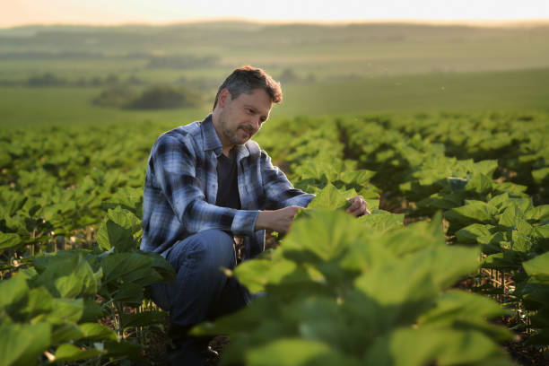 istock Farmer checking the development of sunflower crops in his field 1405168575
