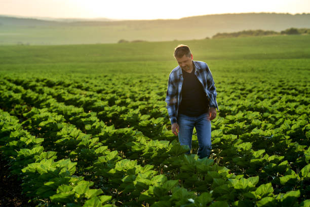 istock Farmer standing in his sunflower field 1405168609