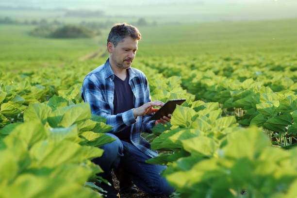 farmer with a digital tablet examining the development of sunflower crops in his field - rural watch imagens e fotografias de stock
