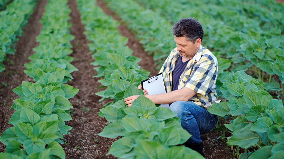 Farmer checking the development of sunflower crops in his field