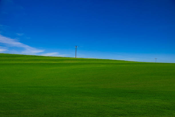 Green grass and blue sky with white clouds,