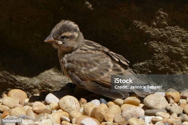 The Little Bird At Fontfroide Abbey Stock Photo - Download Image Now - Animal, Bird, Color Image