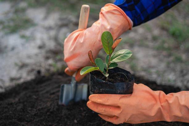 istock A young man holds a small green sapling to the ground. Preparing early spring for the gardening season. Closer. Love the earth concept to protect the environment. 1405170523