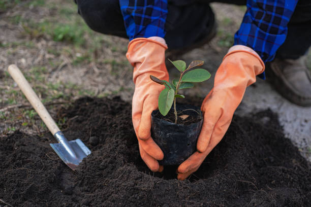 istock A young man holds a small green sapling to the ground. Preparing early spring for the gardening season. Closer. Love the earth concept to protect the environment. 1405170552