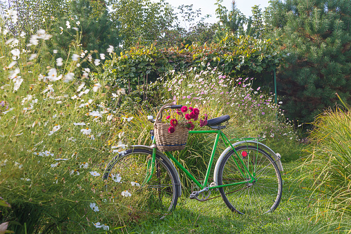 Wicker basket with bunch of red flowers on vintage bicycle in the summe sunny garden